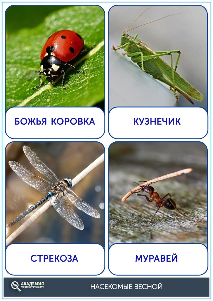 Карточки насекомые весной лист 1