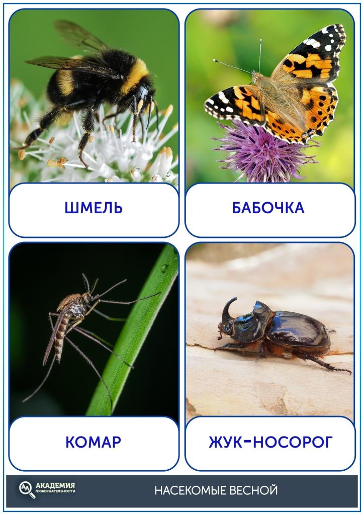 Карточки насекомые весной лист 2