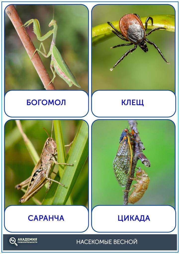 Карточки насекомые весной лист 4