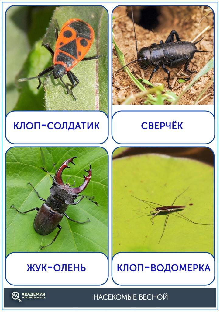 Карточки насекомые весной (5)