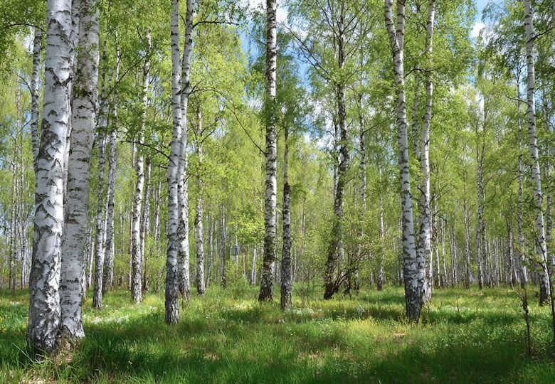 Сколько лет растут деревья. Познавательный рассказ